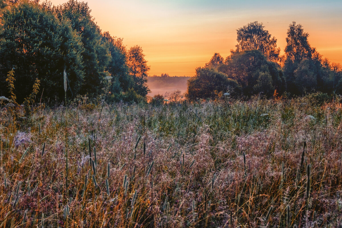 В поле на рассвете