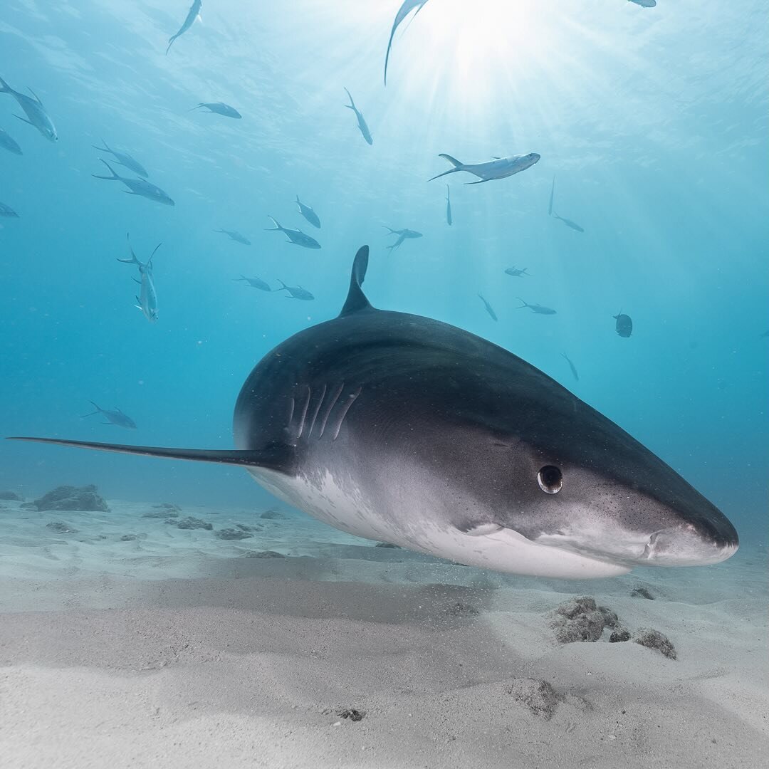 фотография: fuvahmulahdiveschool