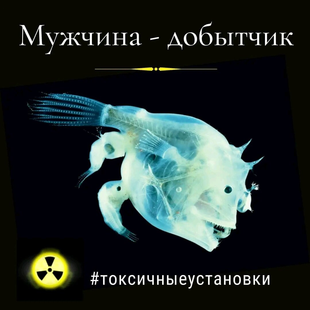 Семья глубоководных удильщиков. Фото из свободных источников.