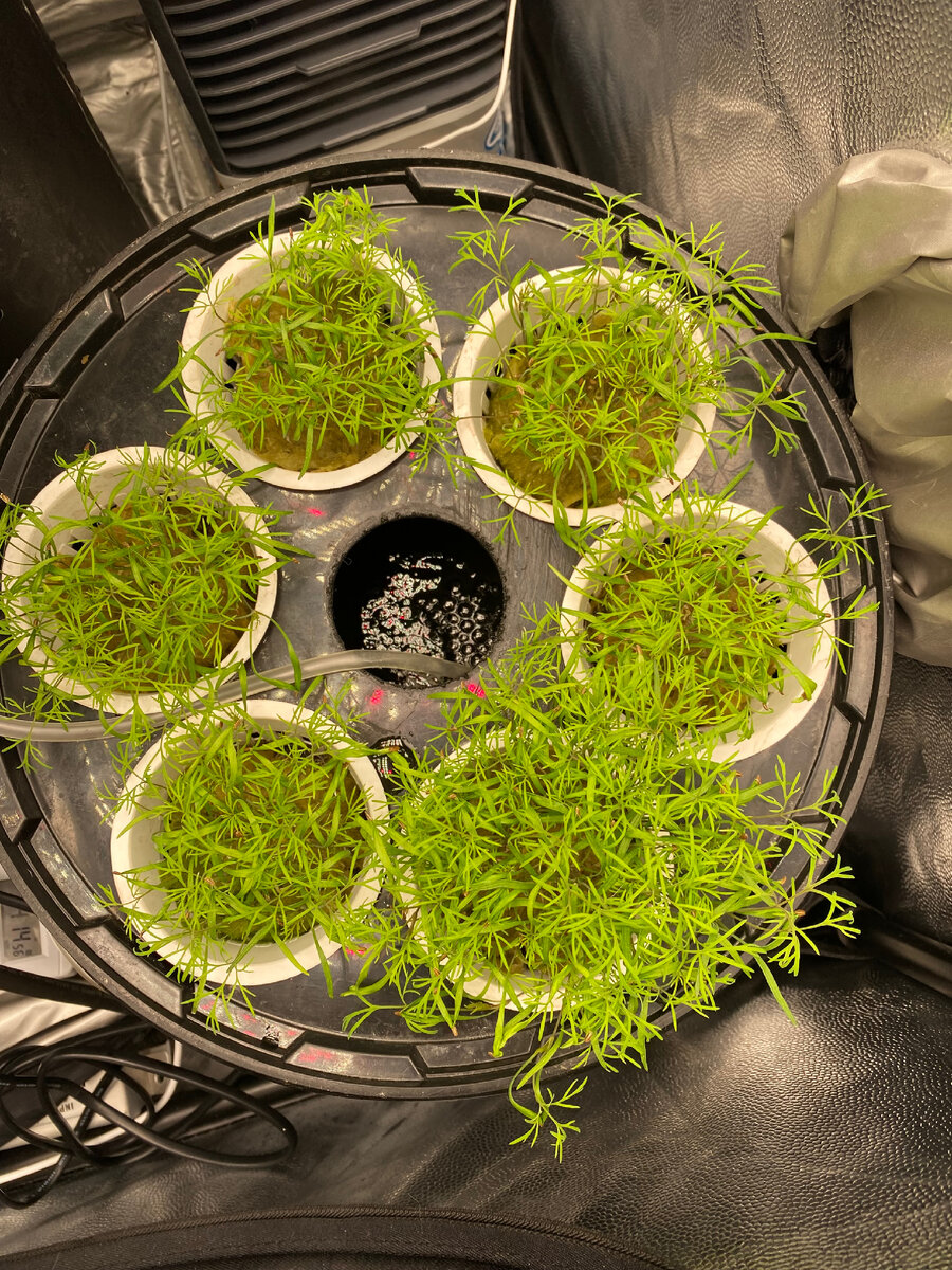 Система и зелень 