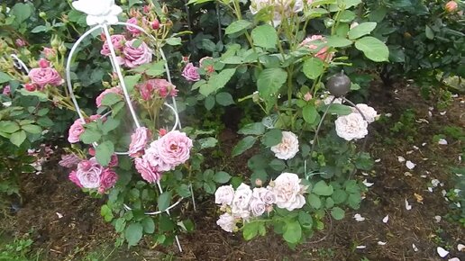 Цветение японских роз.2 ролика с интервалом 10 дней.