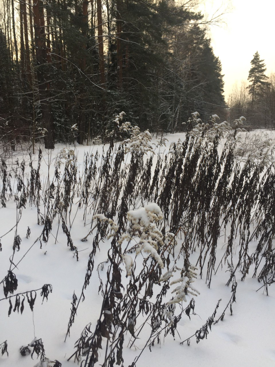 Эти метелочки летом были желтыми цветами