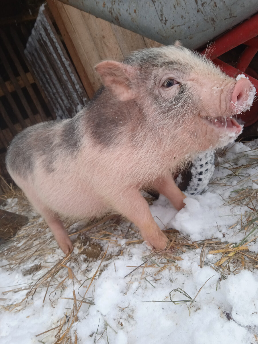 Хеппи-хрюн, улыбается во весь рот...