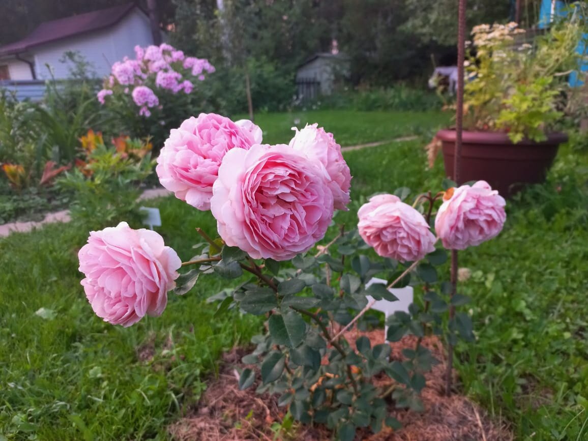 Абрахам Дарби из моего сада (с искажением цвета - она на самом деле не розовая, а скорее персиковая). Боюсь, эта неженка мой ленивый подход не выдержит. Но... будем посмотреть!