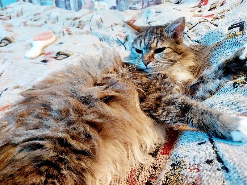 Бусинка недовольна тем, что посмели потревожили ее сон )))