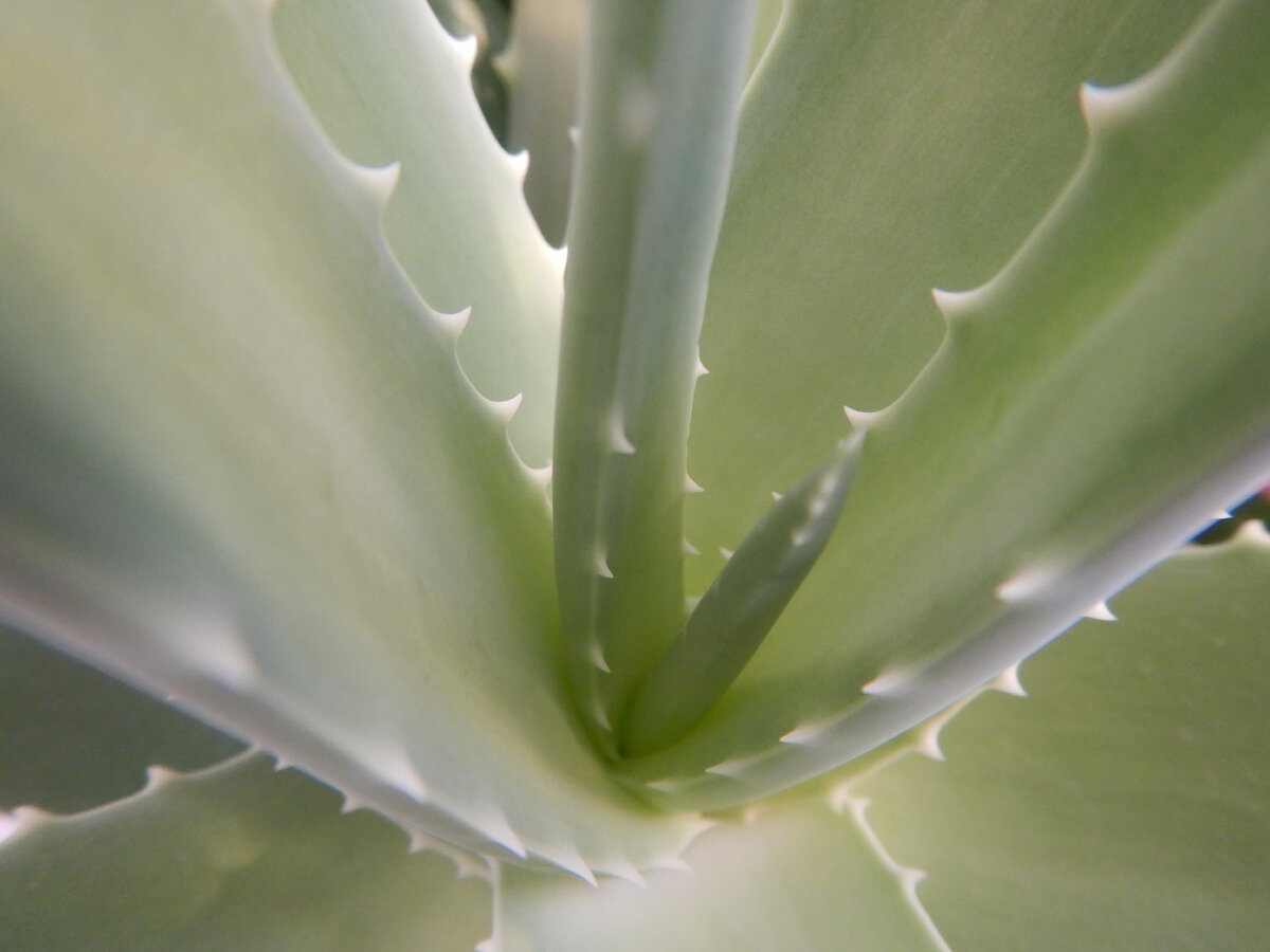 Алое. Фото автора.