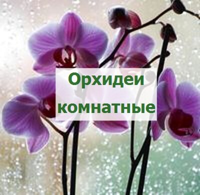 Орхидея из семян: посев в домашних условиях. Советы для начинающих цветоводов