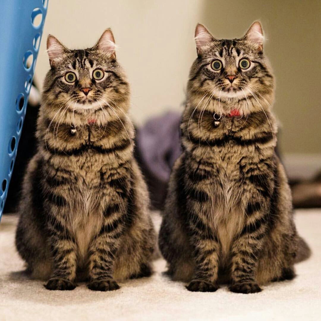 Коты Близнецы