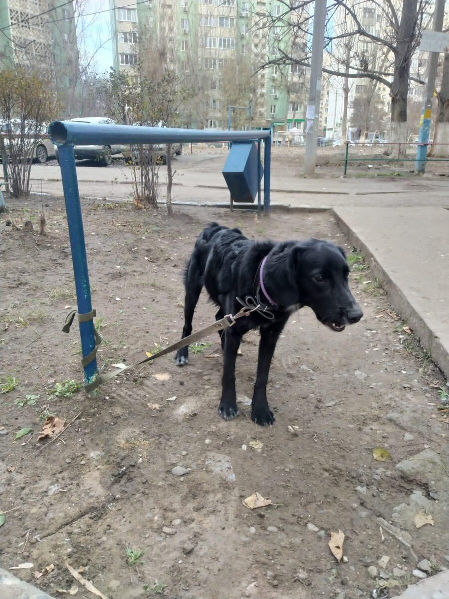 Собачку привязали к столбу и просто ушли. Знакомьтесь. Джим, мы его так  назвали | приют 