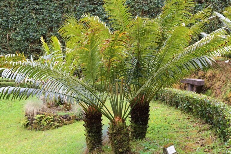    Cycas rumphii / © wikipedia