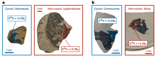    Изученные окаменелости / © M. Kipp et al., 2023