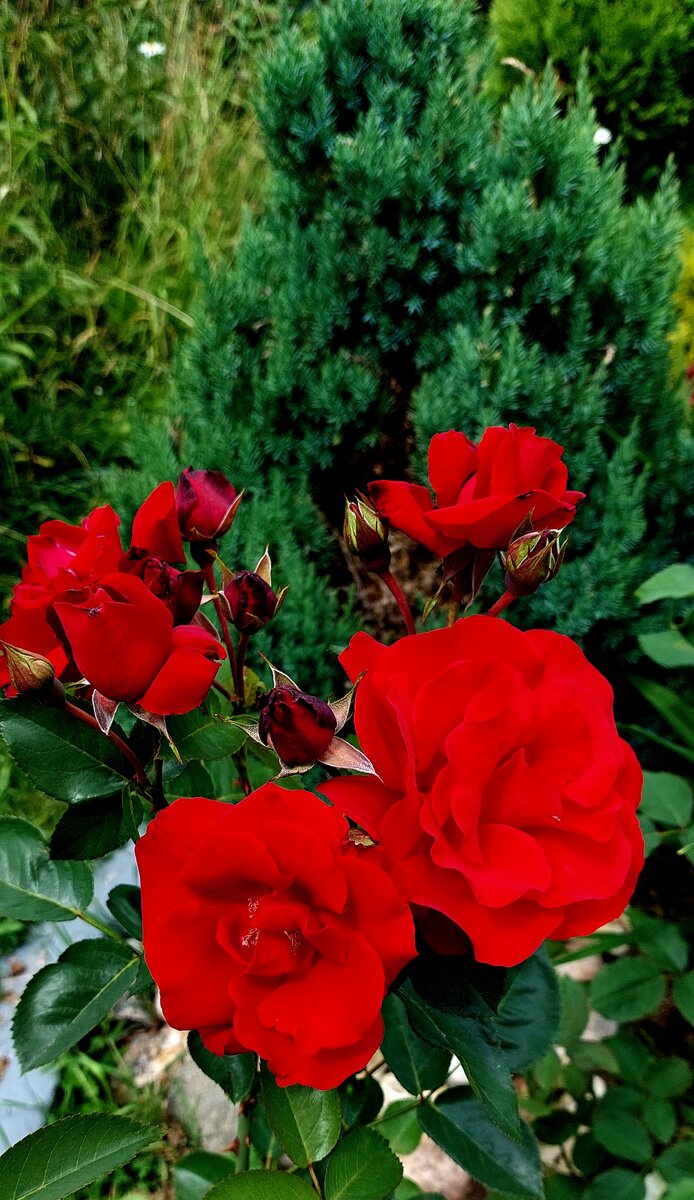 Сантана. Шраб. Бывший плетистый клаймбер. 