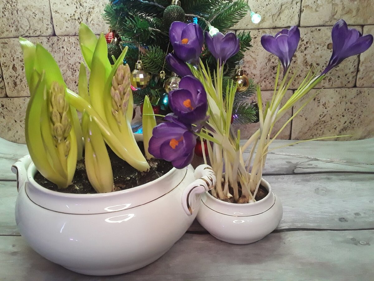 Гиацинты я достаю из холодильника на свет, когда точно вижу бутоны