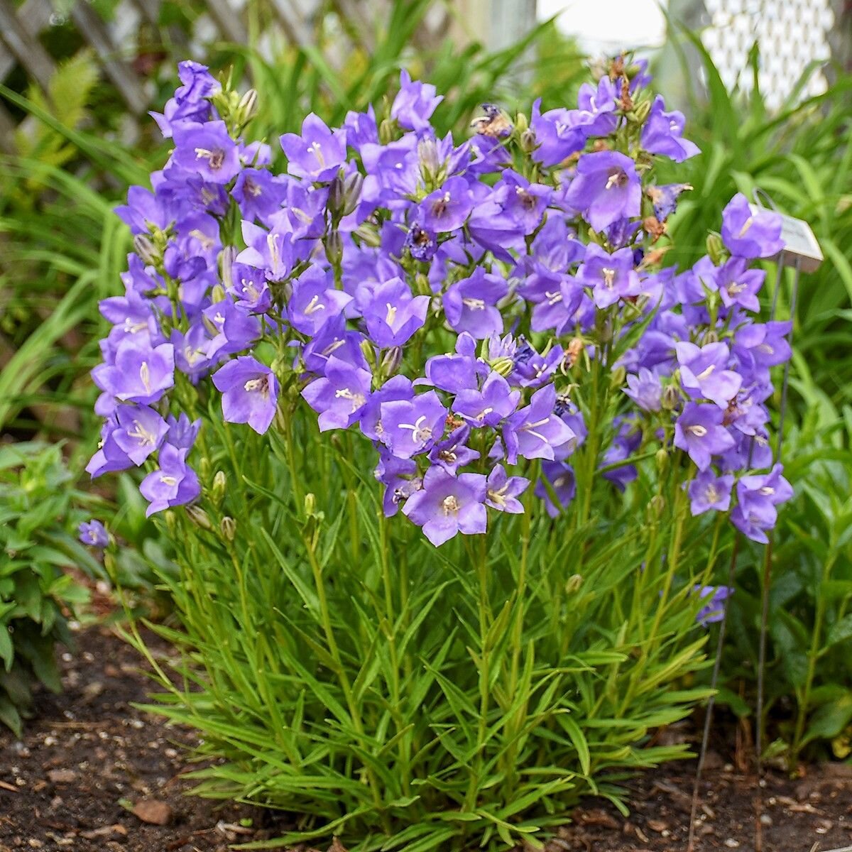 Колокольчики посадка и уход в открытом. Колокольчик персиколистный (Campanula persicifolia). Колокольчик персиколистный (Campanula persicifolia `Takion White`). Колокольчик персиколистный (Campanula persicifolia l.). Колокольчик персиколистный Такион Блю.