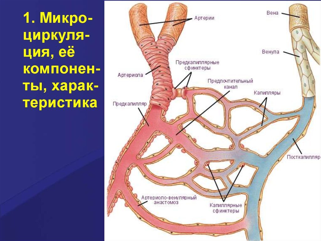 Сосудистые звёздочки