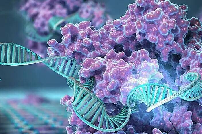 ДНК клетки тела
