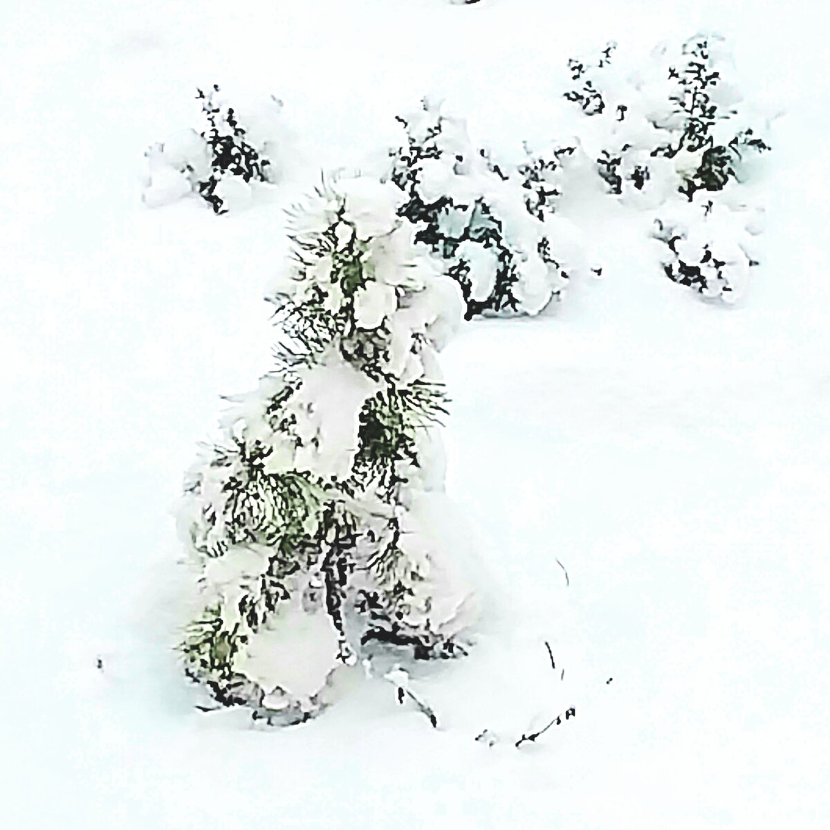 На переднем плане сосёнка, на заднем кустики октябрин. 