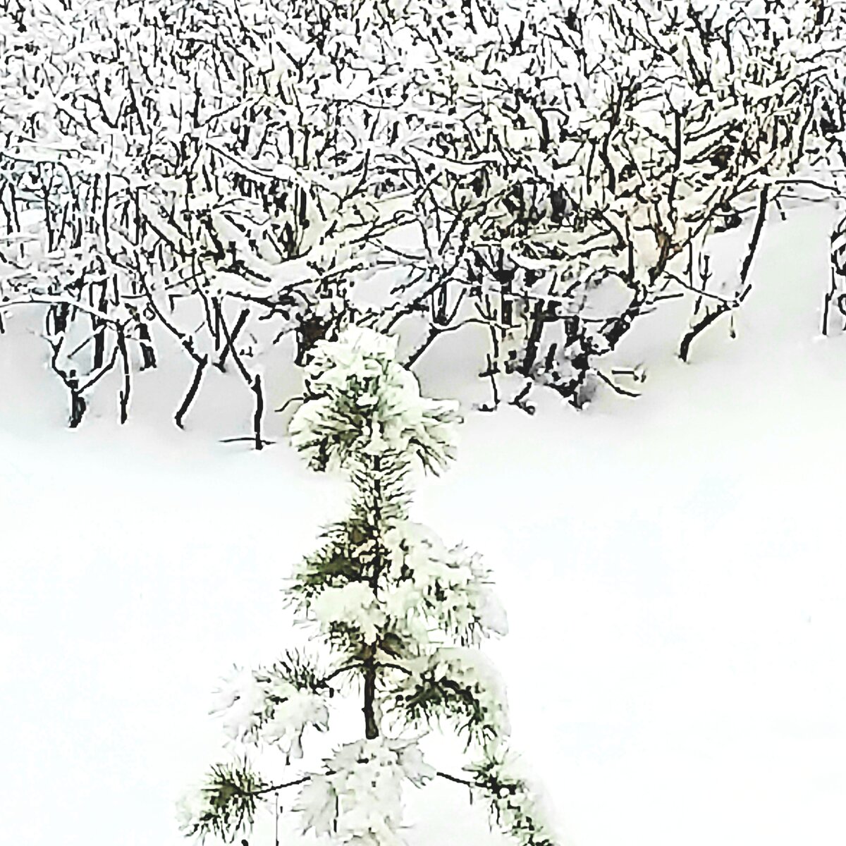 А эту сосёнку завалило снегом наполовину. На заднем фоне ажурные кусты.