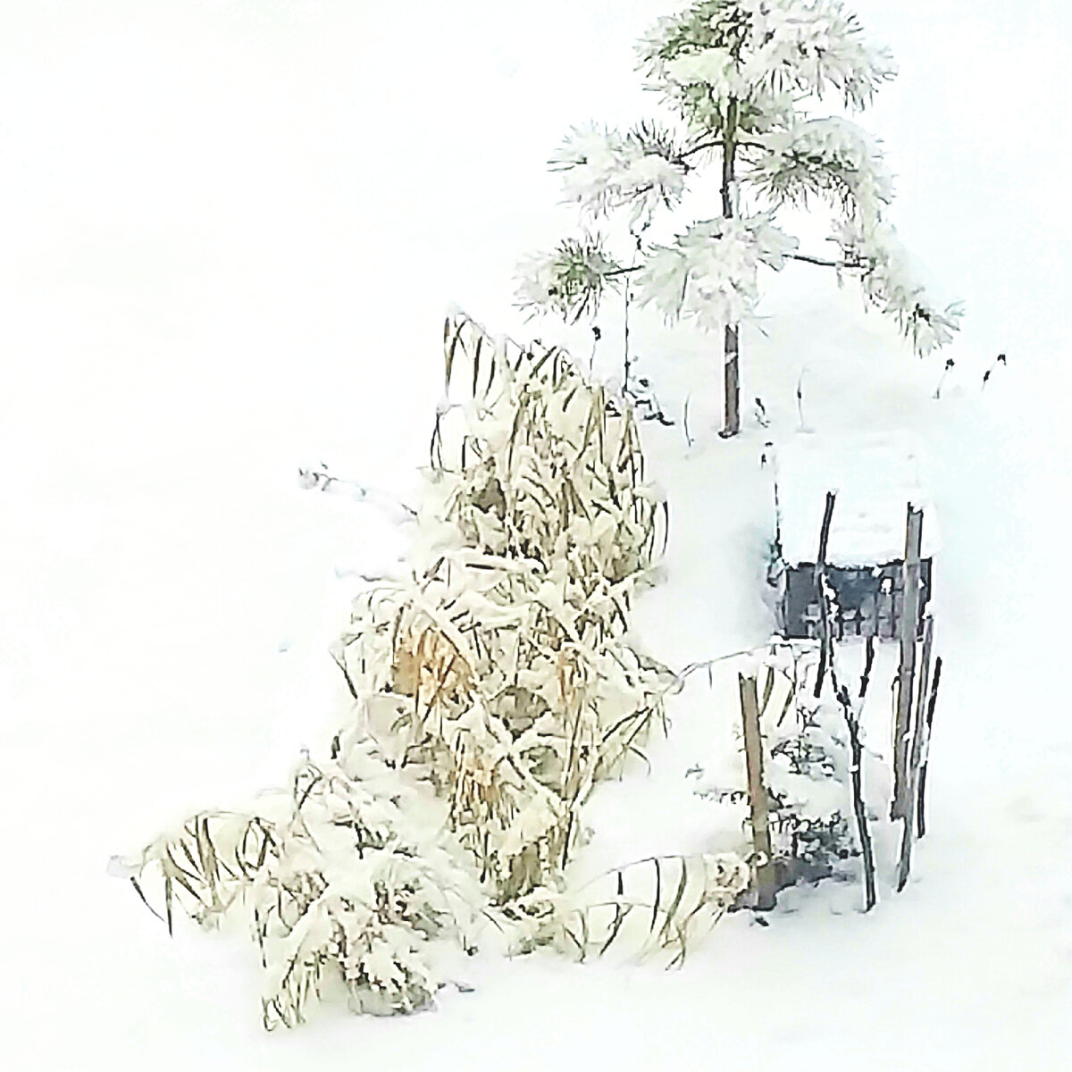 Слева травянистый фолярис, справа туя, на заднем плане сосна.