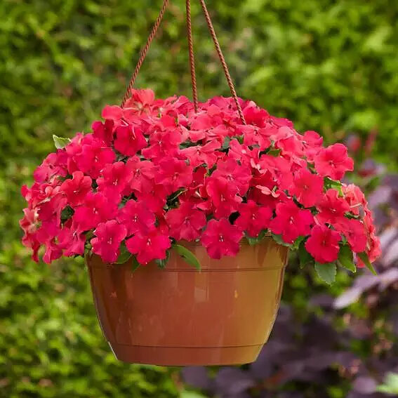 
Бальзамин Бикен Coral 