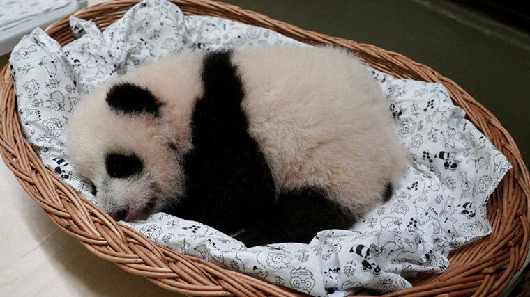 Маленькая панда, рожденная в России, вызывает восторг, радость и ...