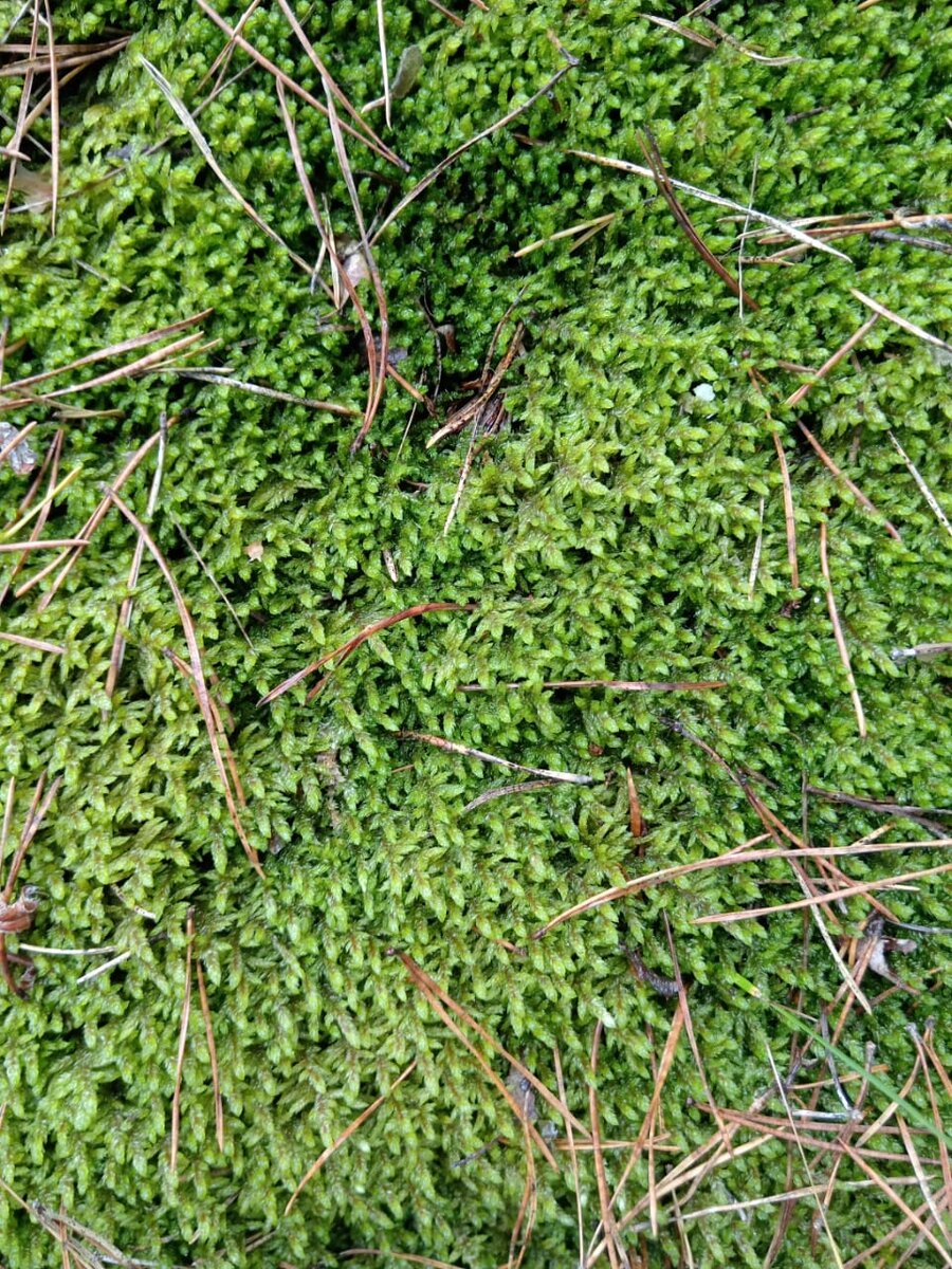 Hypnum curvifolium Moss, Miniature garden, Mosses images