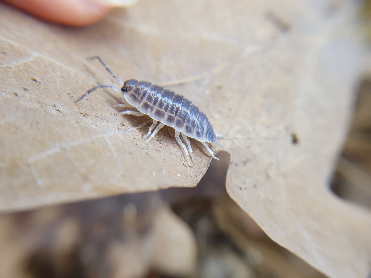 те самые Protracheoniscus