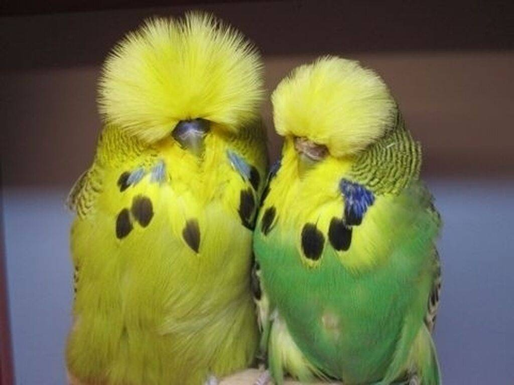 Волнистые выставочные попугаи тоже не славятся хорошим здоровьем. В среднем они живут вдвое меньше, чем обычные волнистые попугаи.