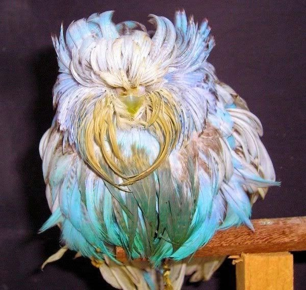 Вий: Поднимите мне веки! Попугай: И мне тоже!