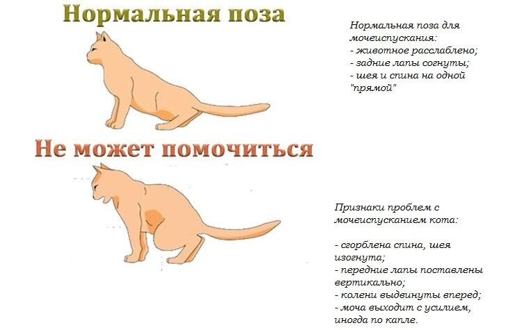 Уход за кошкой после операции: уход за швами, питание