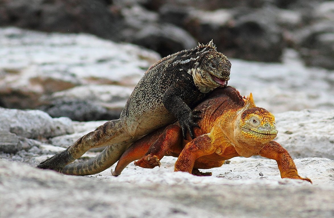 Никакой романтики, просто дружеская борьба! 