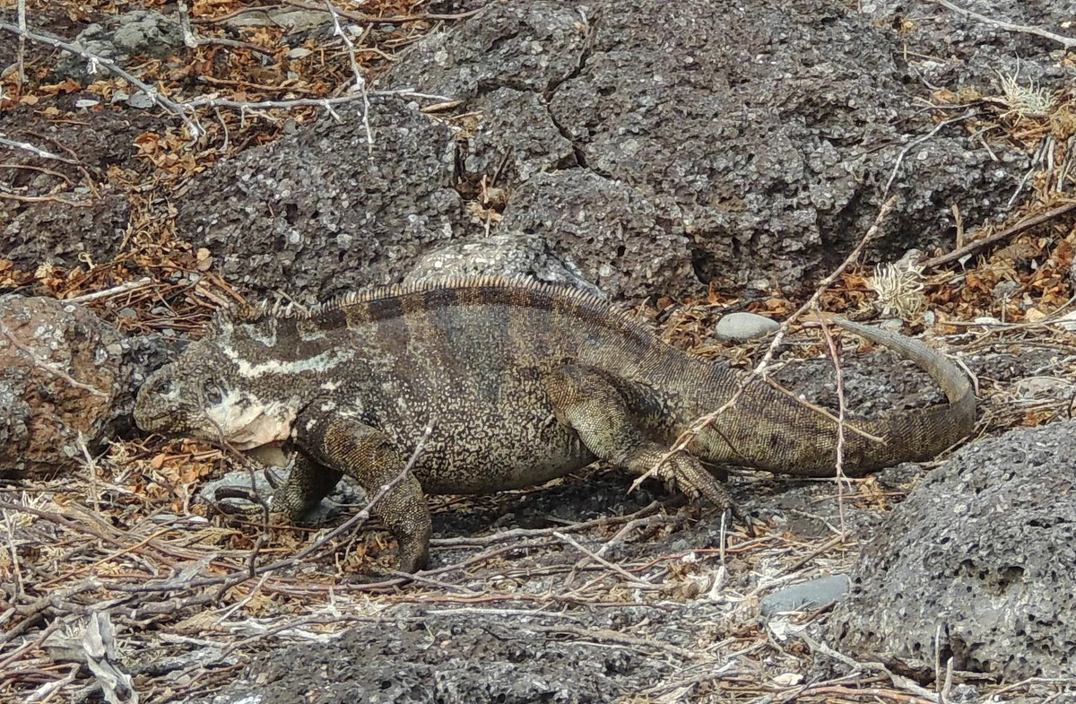 Тот самый гибрид двух видов! 