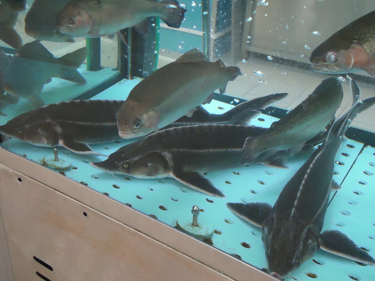 Белгородские осетры в аквариуме ТЦ "Лента"