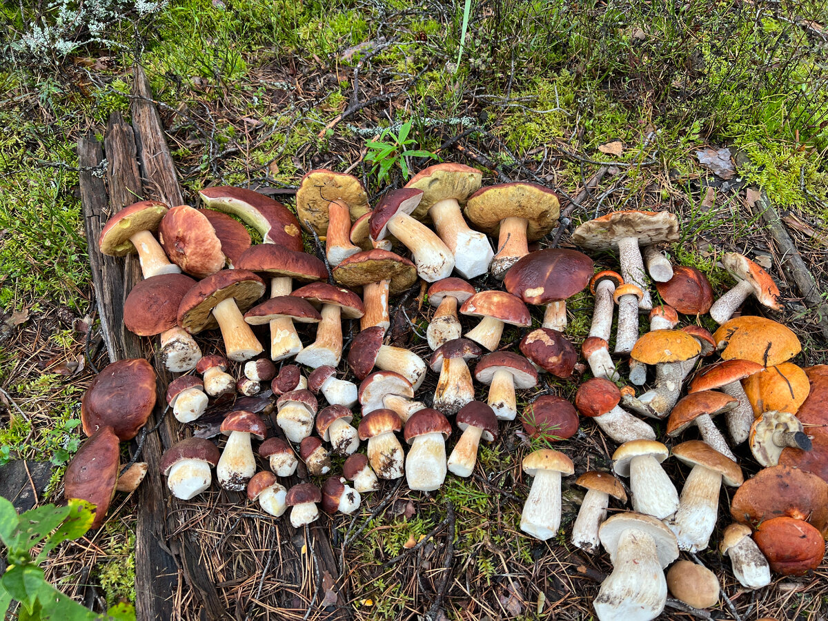 Это - достойный урожай по- селигерски. Правда подосиновики, боровые и желто-бурые пришлось отдать. Мне вот они совсем никуда...