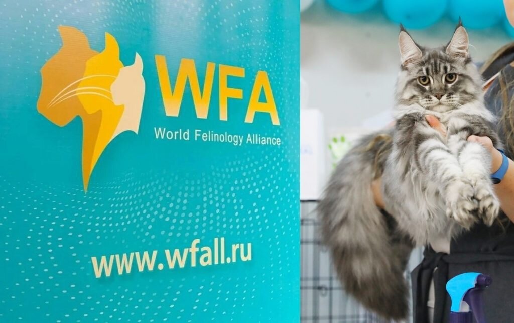 Выставка WFA. All-breed ринг кошек