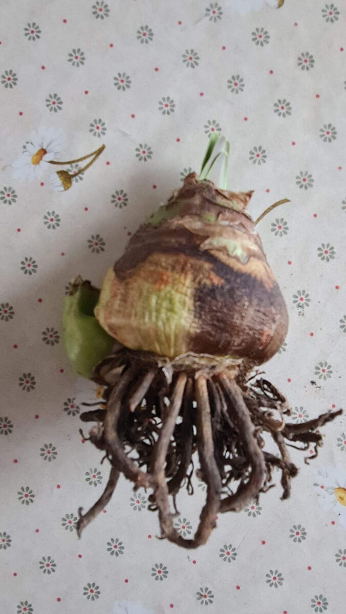 В галерее два фото. 