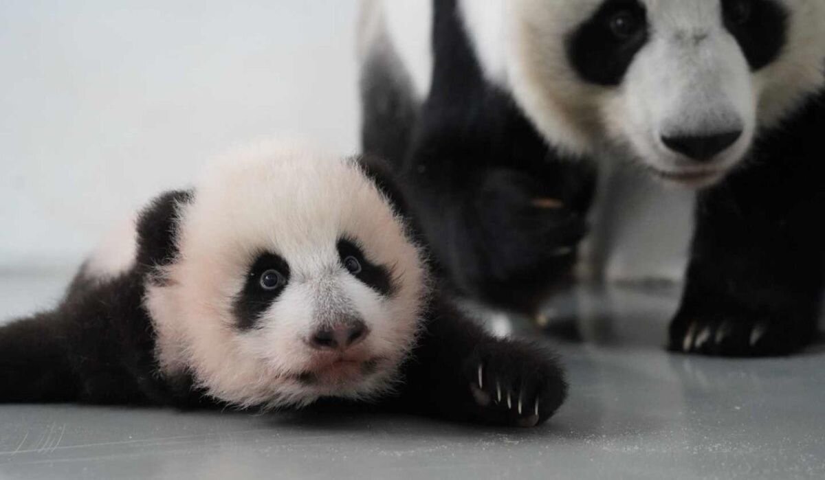     Панда с младенцем. Источник: sobyanin.ru Автор фото: Пресс-служба Мэрии Москвы