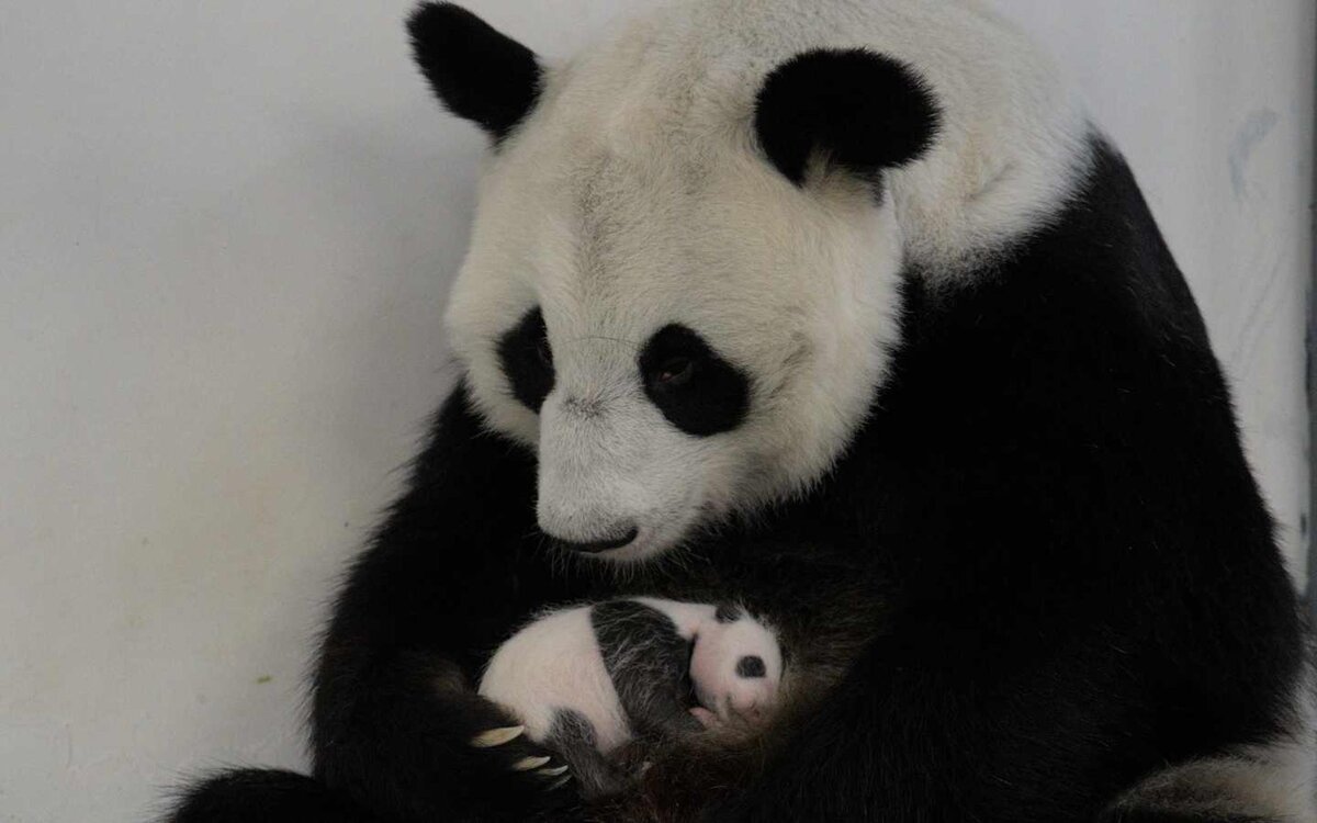     Малышка панда с мамой Диндин. Источник: sobyanin.ru Автор фото: Пресс-служба Мэрии Москвы