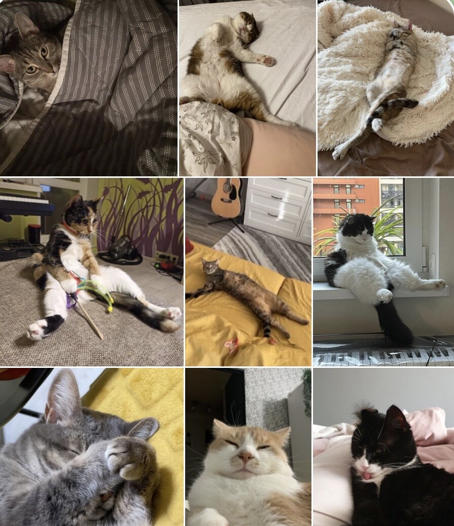 Пост иллюстрируют наши выпускники:
Афрель, Сапфир, Сопрано, Калеопа, Ибица, Бастиан, Брысенька, Эндис, Мурикс 🧡