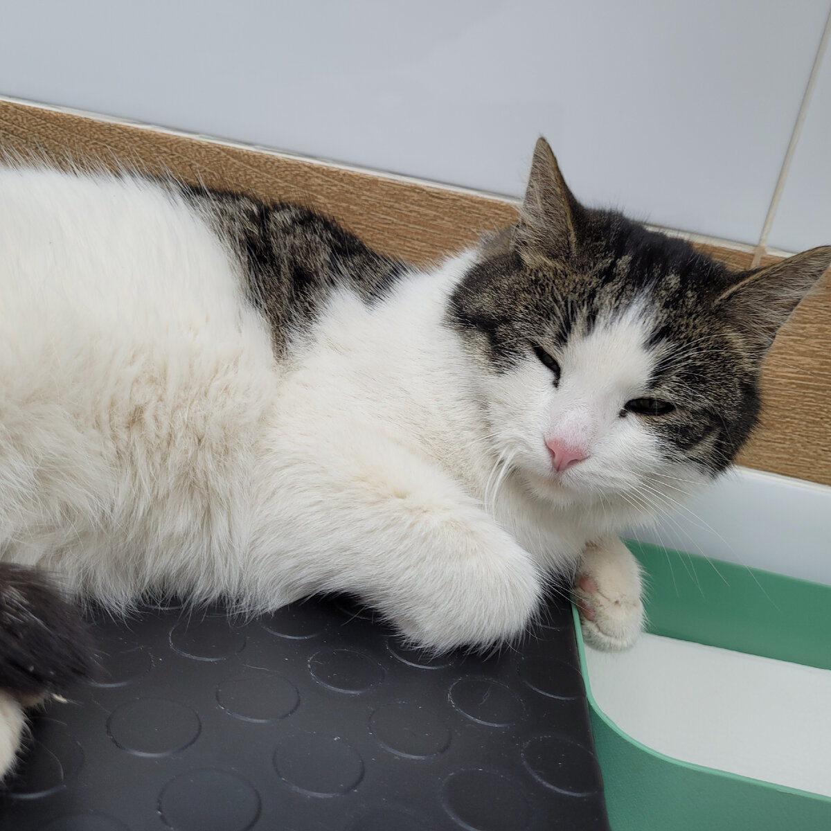 Год назад к ветеринарке