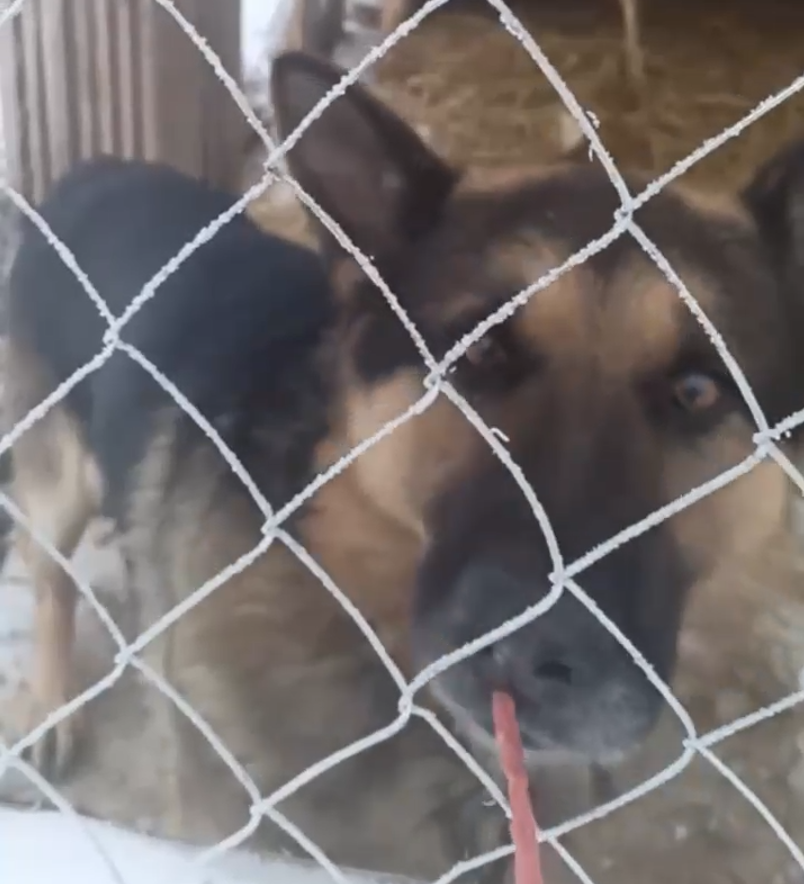 Извиняюсь за качество фото, ассистентов нет, очень неудобно заниматься с собакой и вести съемку одновременно. 