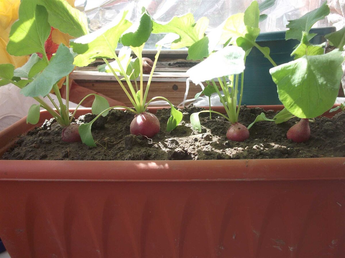 Всходы редиски на подоконнике. Редис в горшке. Рассада редиса на подоконнике. Редис классификация редиса. Редис прометей f1 на подоконнике.