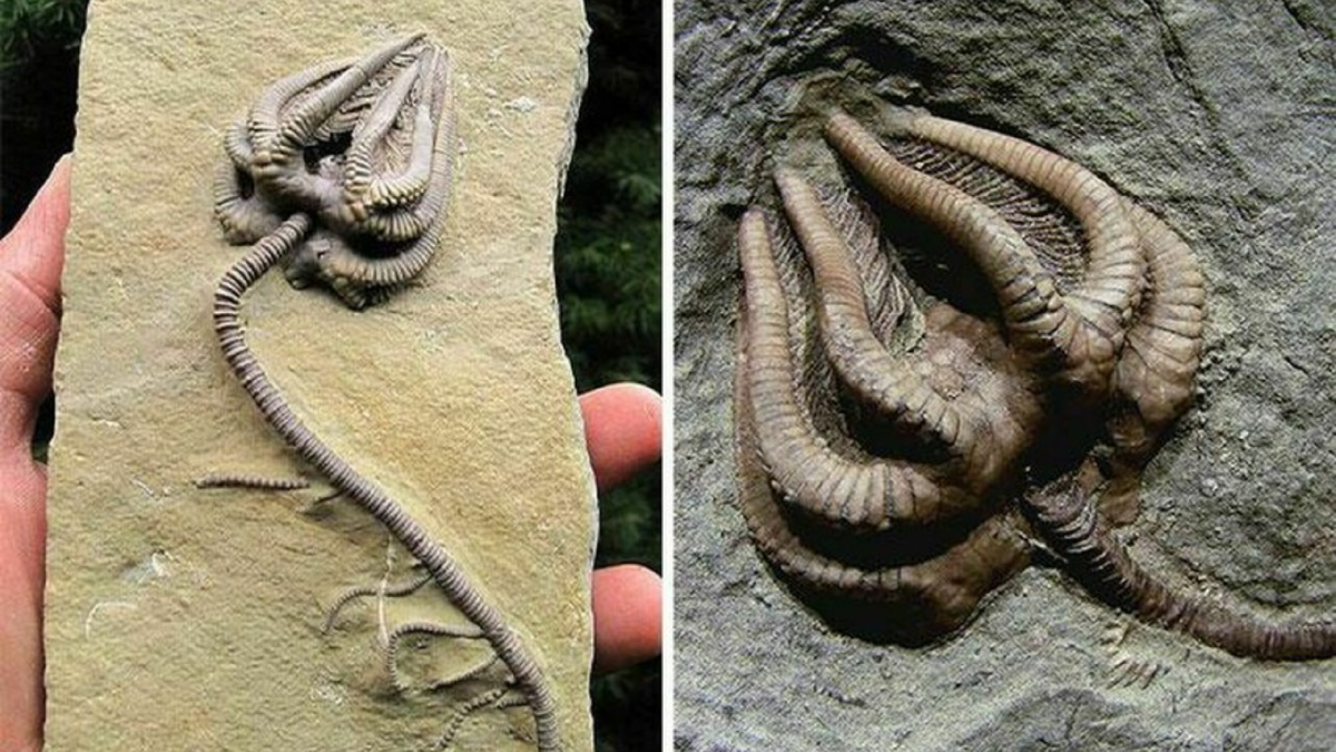 Нашли доисторическую девушку 40 миллионов лет. Морские лилии окаменелости. Морская Лилия окаменелость. Древние морские лилии криноидеи. Древняя морская Лилия окаменелость.