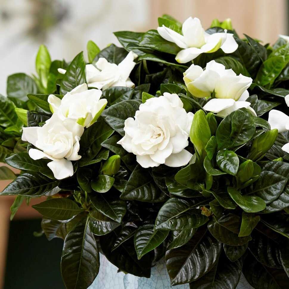 Gardenia. Гардения jasminoides. Гардения (жасминовая роза). Гардена жасминовидная. Гортензия жасминоидная.