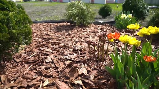 Садовые дорожки в огороде без грязи и сорняков своими руками | Сад и огород / sauna-chelyabinsk.ru | Дзен