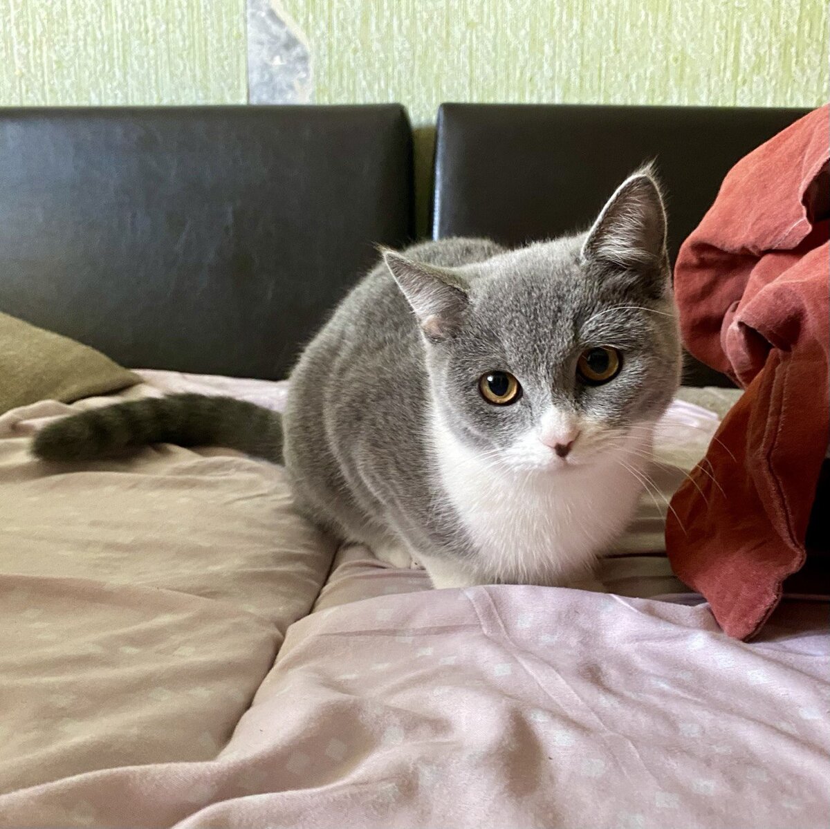 Тася на передержке 