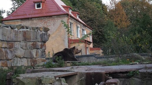 Медведи в Калининградском зоопарке