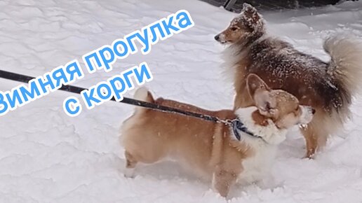 🐶Зимняя прогулка с корги🐶На собачьей площадке повстречали супер-спортсмена🐶Семейка колли🐶