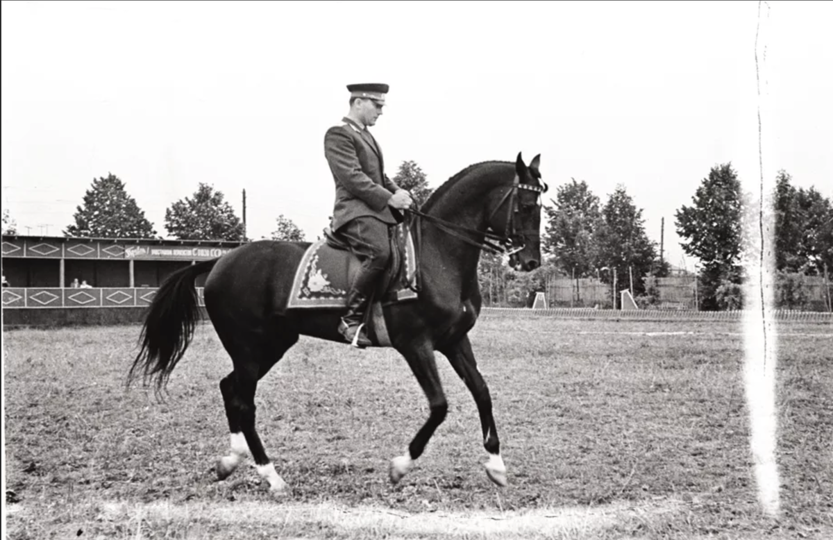 Советский конный спорт. Сергей Филатов конный спорт. Сергей Иванович Филатов конный спорт. Сергей Филатов выездка. Сергей Филатов на Абсенте.