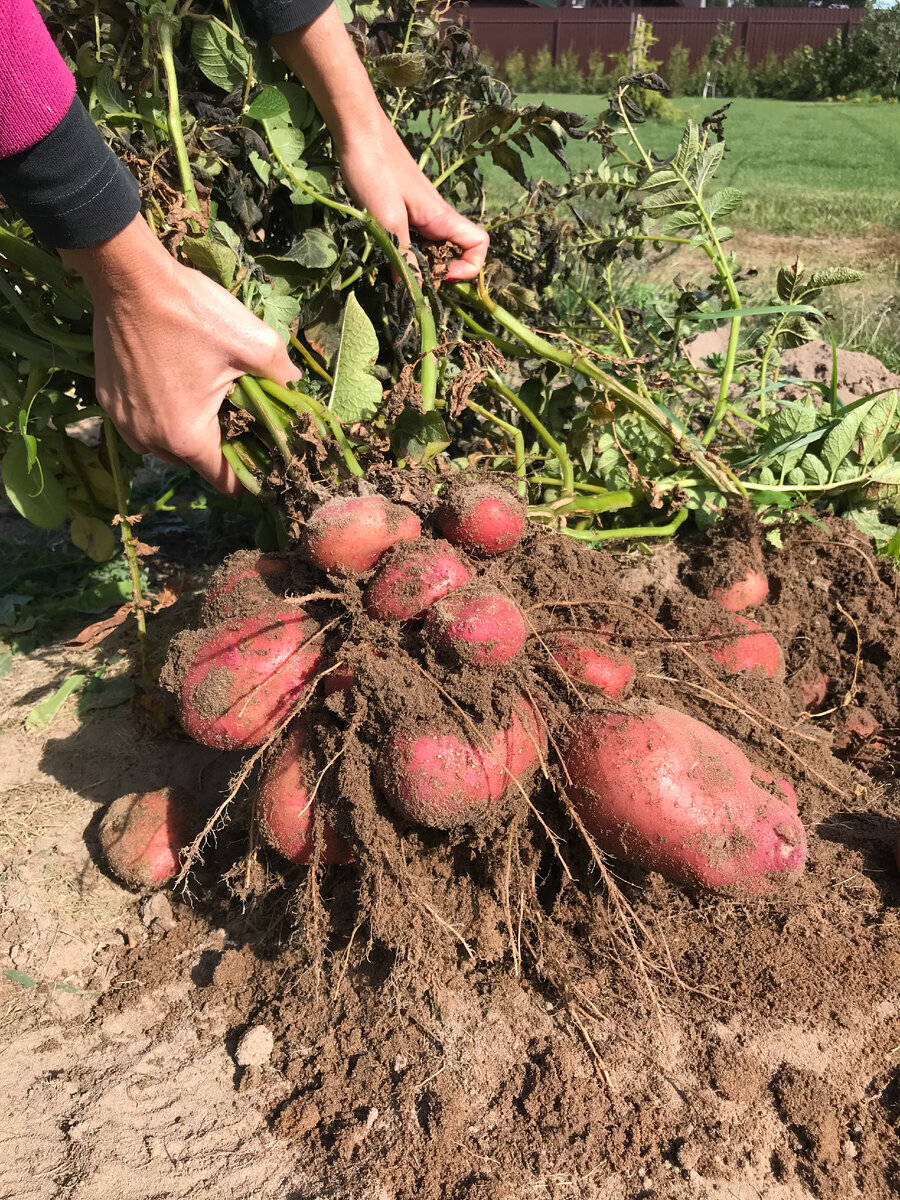 🥔 ВЫРАЩИВАНИЕ КАРТОФЕЛЯ НА ПЕСКЕ ! ВСЕ СЕКРЕТЫ - ЗДЕСЬ ! (опыт 2023 года)  | 